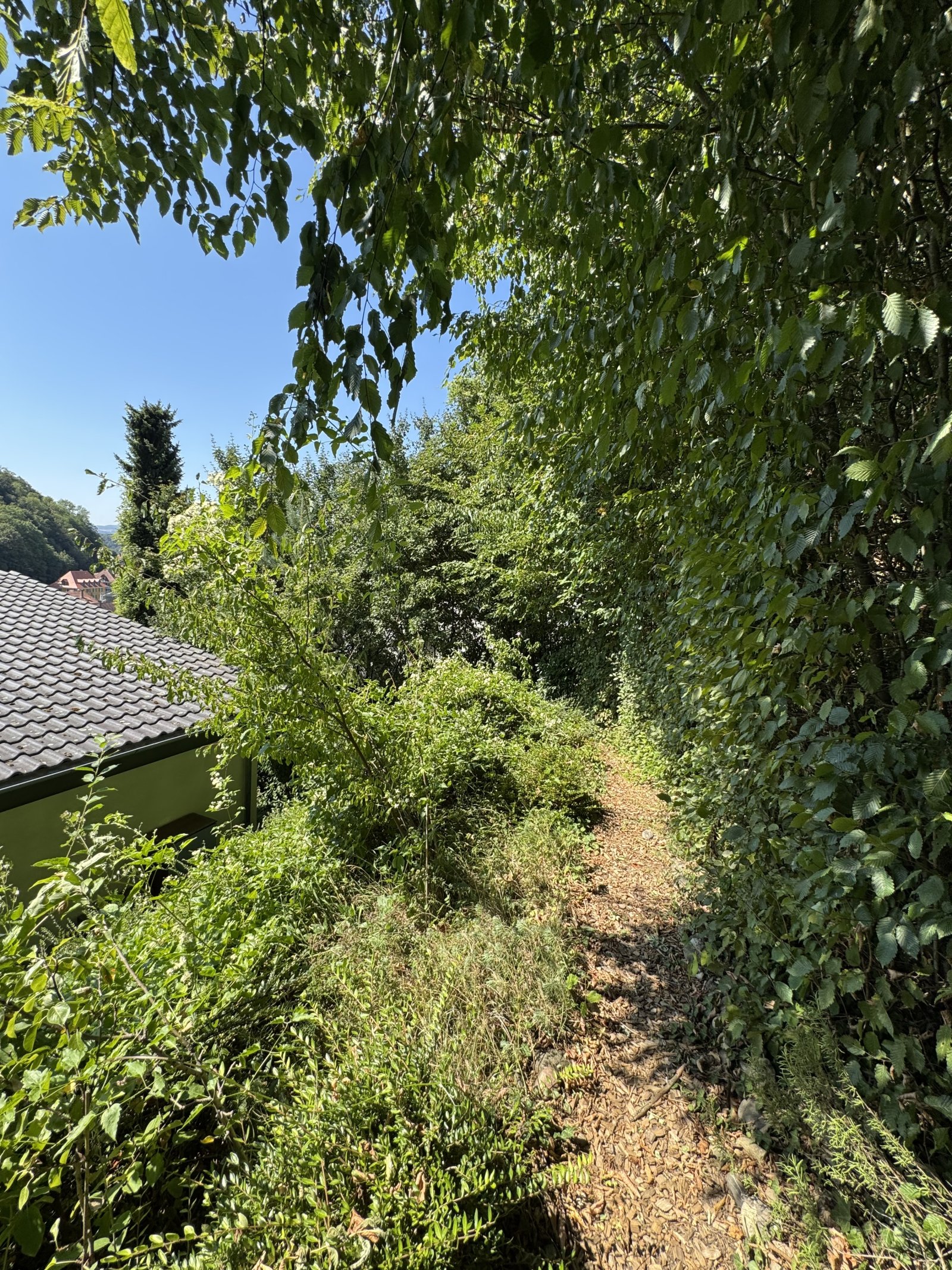 Grün hinter dem Haus Grün hinter dem Haus