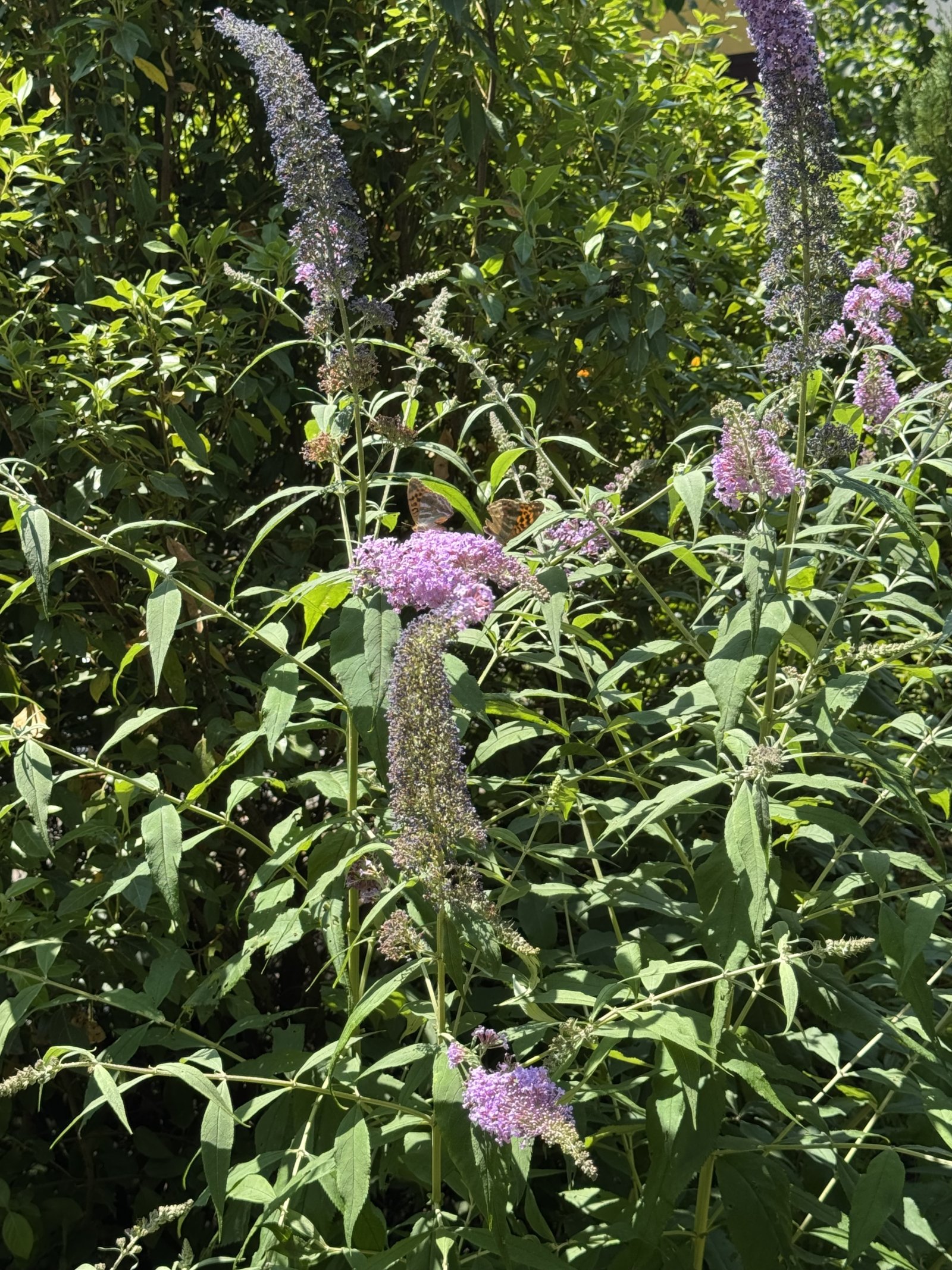 Natur pur! Natur pur!