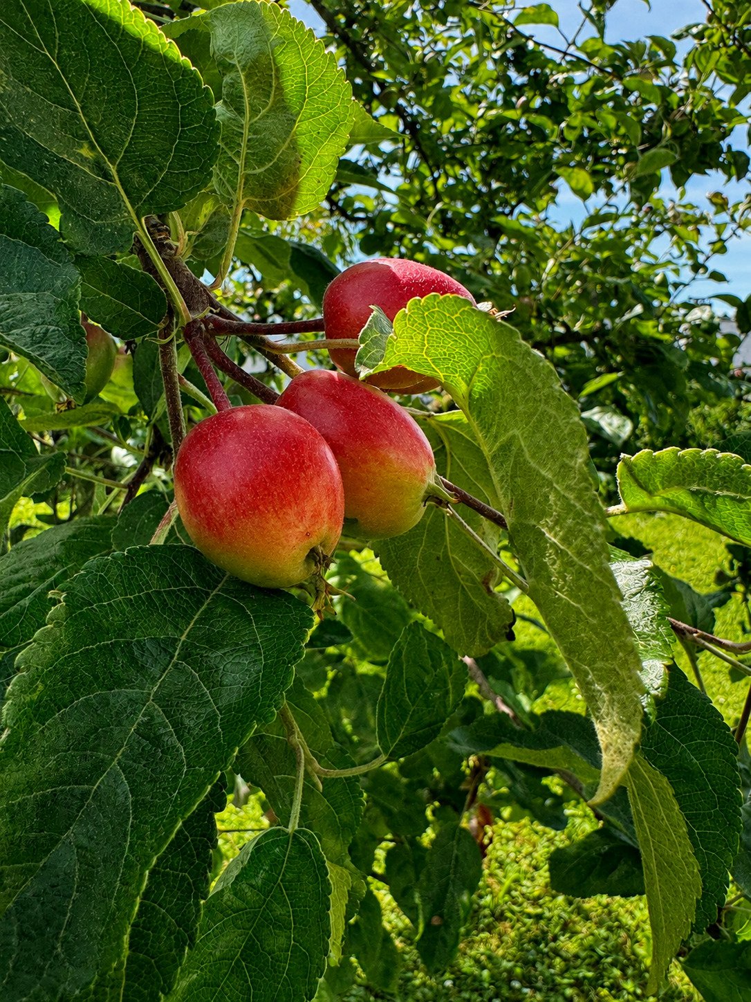 Apfelbaum Apfelbaum