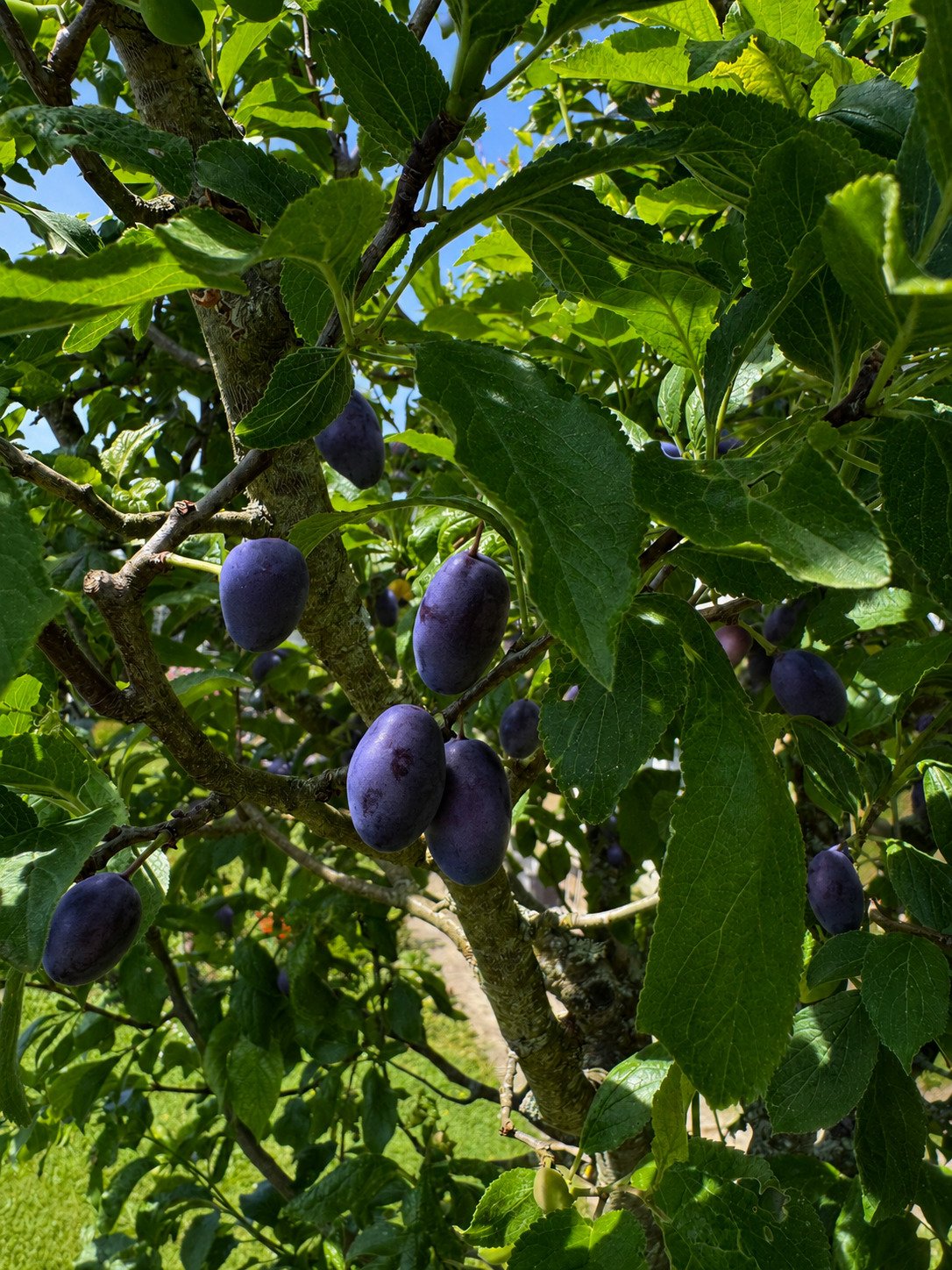 Zwetschgenbaum Zwetschgenbaum